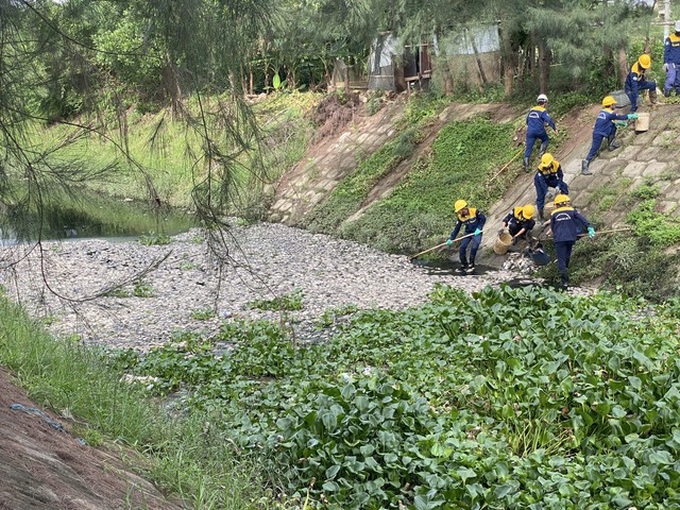 Danang canals witness massive fish deaths - 2 Danang canals witness massive fish deaths - 2