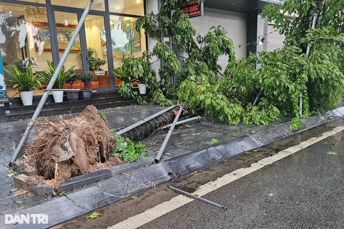 Trees uprooted as Storm Prapiroon sweeps through Quang Ninh - 2
