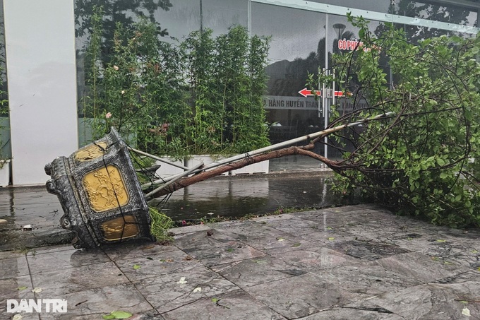 Trees uprooted as Storm Prapiroon sweeps through Quang Ninh - 3