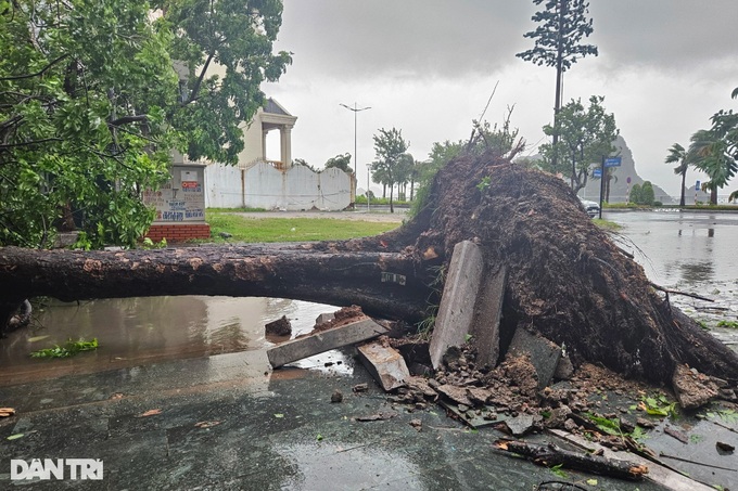 Trees uprooted as Storm Prapiroon sweeps through Quang Ninh - 4