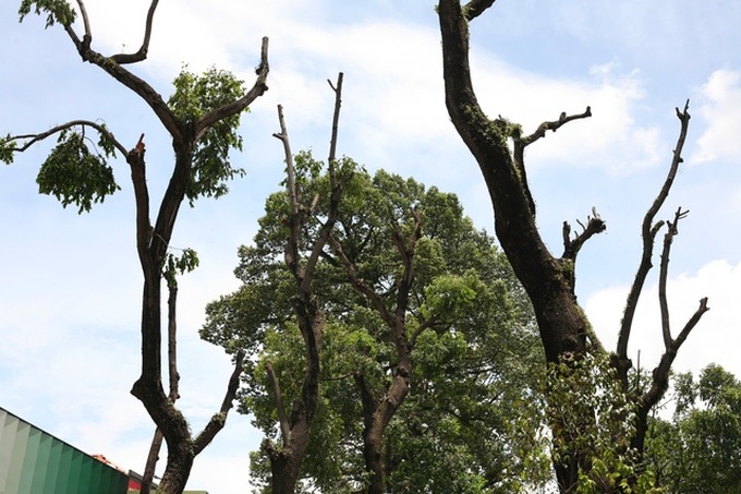 HCM City trees pruned following incidents - 1