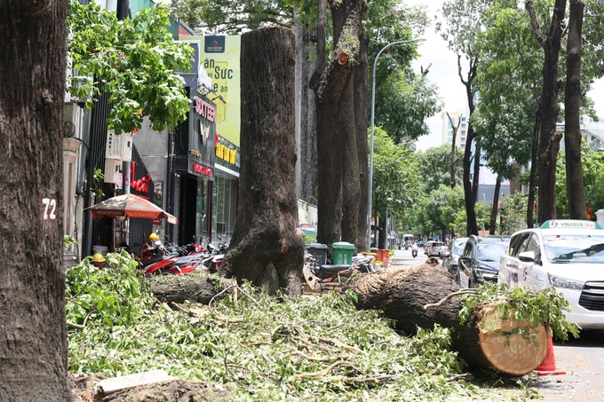 HCM City trees pruned following incidents - 2