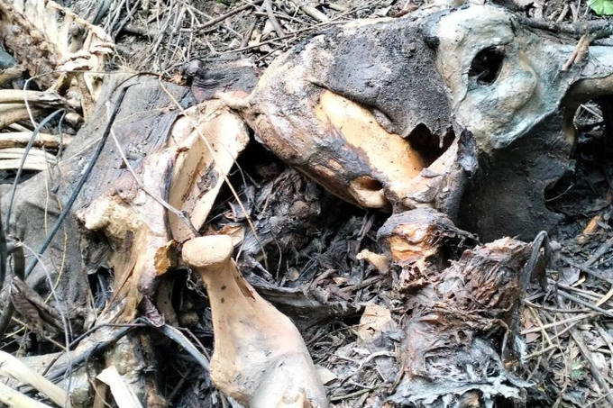 Elephant found dead in Nghe An forest - 1
