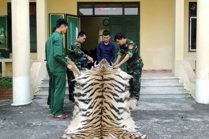 Vietnam man arrested smuggling tiger skin, bones to China - 1