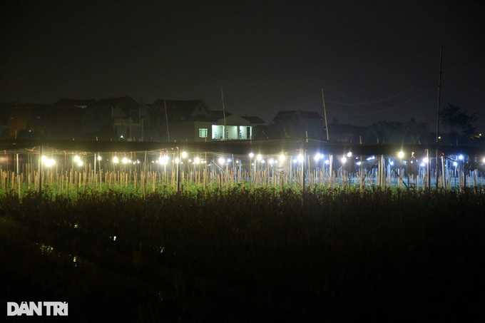 Hanoi flower village ahead of Tet - 5