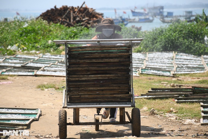 Anchovy season in Quang Ngai - 7