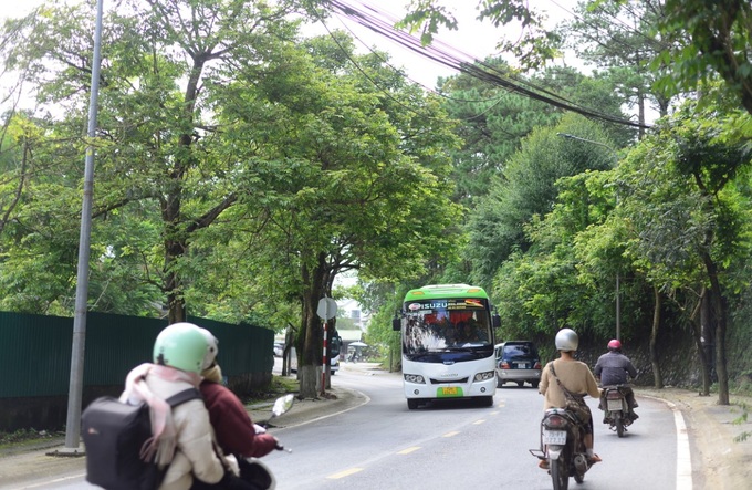 Hundreds of Dalat old trees to be cut down for road upgrade - 1