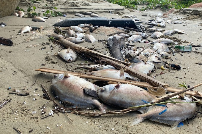 Quang Ngai households faces huge losses due to mass fish deaths - 1