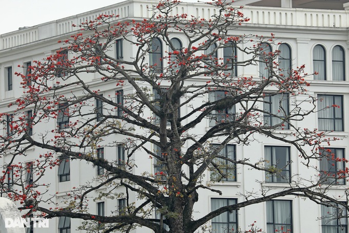 Red silk cotton flower season in Hanoi - 8