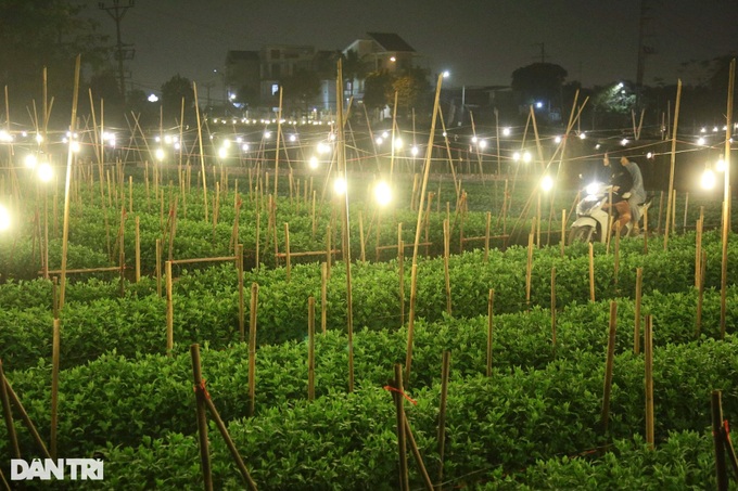 Hanoi flower village ahead of Tet - 6