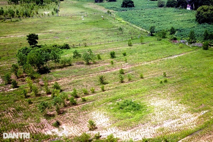Gia Lai sees ineffective afforestation - 1 Gia Lai sees ineffective afforestation - 1
