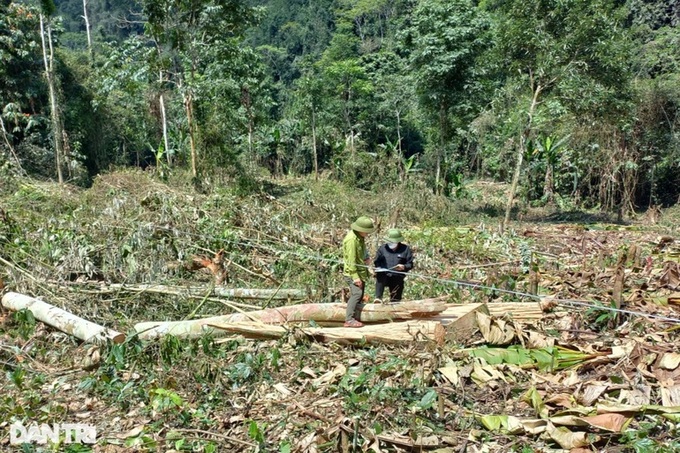 Locals encroach on forested Nghe An land - 1 Locals encroach on forested Nghe An land - 1