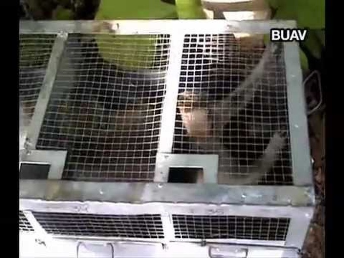 Vietnam, Indonesia cooperate in wild animal protection - 1 Vietnam, Indonesia cooperate in wild animal protection - 1
