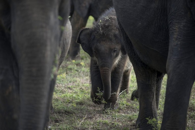 Sri Lanka probes deaths of wild elephants - 1