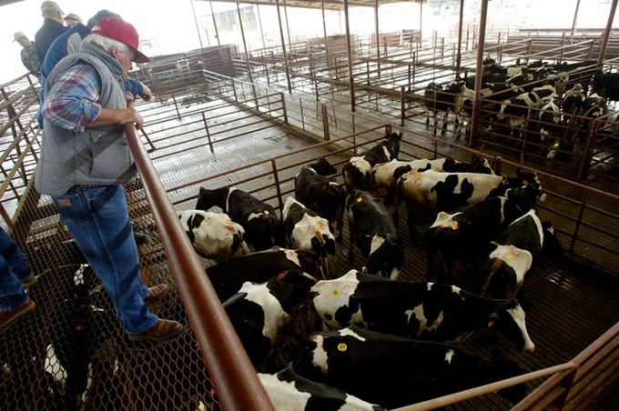 US moves to contain mad cow fallout - 1