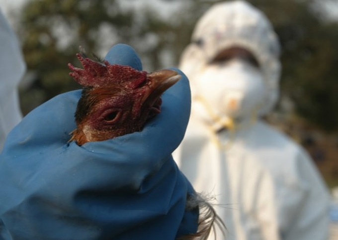 Mutant bird flu 'less lethal', says paper's author - 1