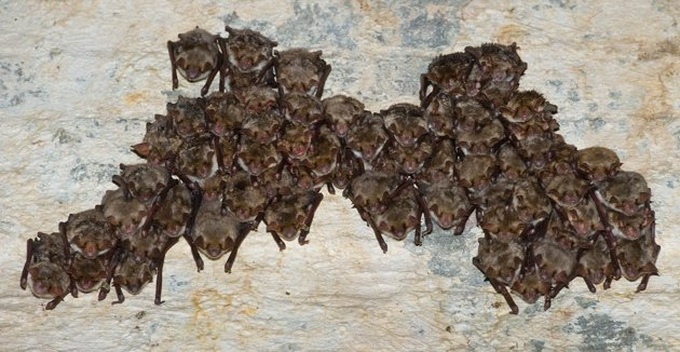 New flu virus is found in bats - 1 New flu virus is found in bats - 1