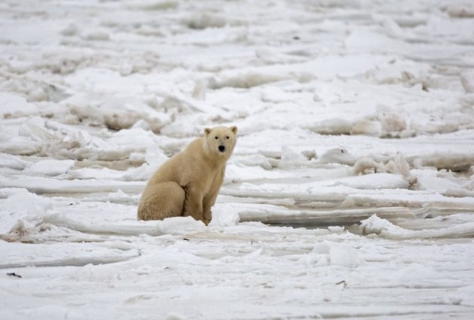 Polar bears older than previously thought: study - 1 Polar bears older than previously thought: study - 1