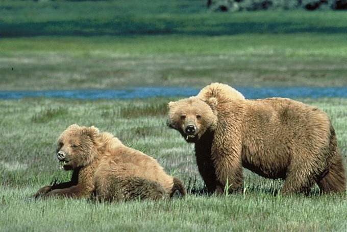 Grizzly bears still need protecting, US court rules - 1 Grizzly bears still need protecting, US court rules - 1