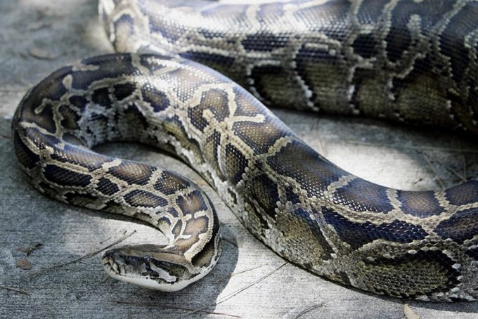 Snakes blamed for 'severe declines' in Florida wildlife - 1 Snakes blamed for 'severe declines' in Florida wildlife - 1