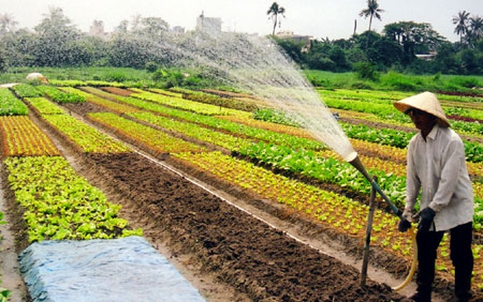 HCM City to focus on safe vegetables - 1 HCM City to focus on safe vegetables - 1