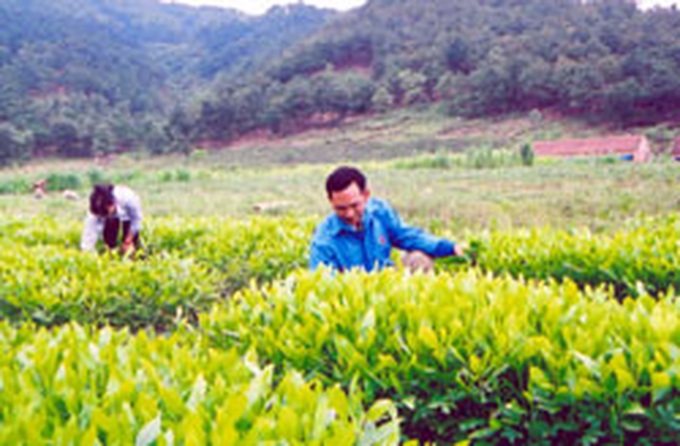 Hanoi seeks $714m for forests - 1 Hanoi seeks $714m for forests - 1