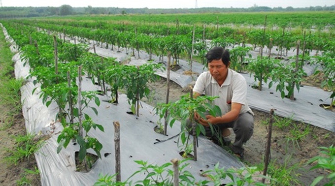 HCM City starts five-year plan on organic food - 1