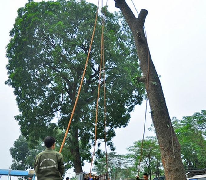 Public skeptical about plan to axe 6,700 trees in Hanoi - 1