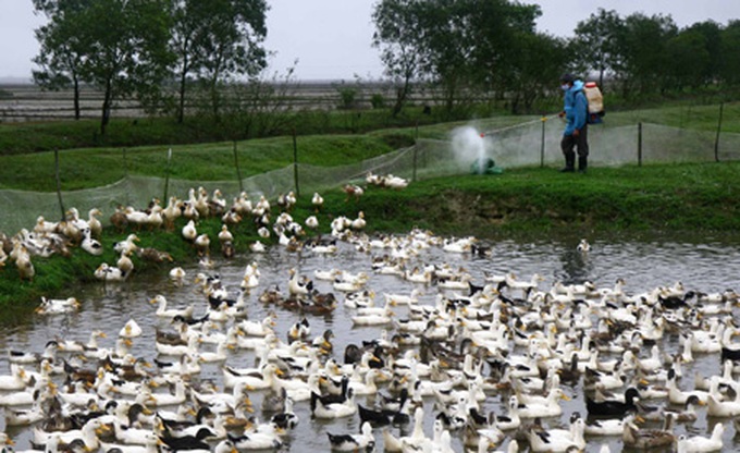 Vietnam on high alert as bird flu threatens - 1