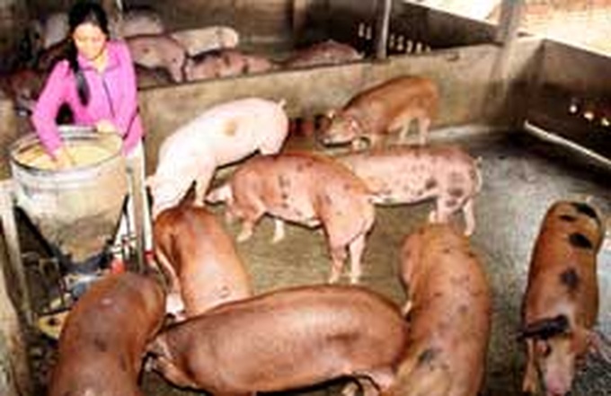 Pig farmers face losses over banned chemicals - 1