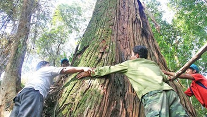 Ancient, gigantic trees are a national heritage - 1 Ancient, gigantic trees are a national heritage - 1