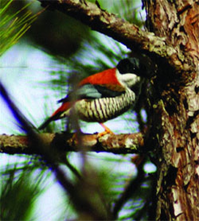 Lang Biang reserve a hot spot for biodiversity - 1 Lang Biang reserve a hot spot for biodiversity - 1