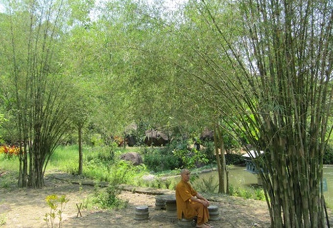 Buddhist monk spends life saving rare bamboo species - 1