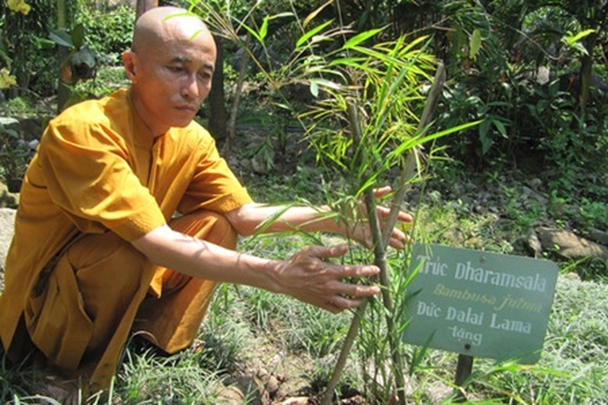 Buddhist monk spends life saving rare bamboo species - 2