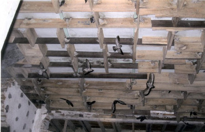 Bird-flu hits edible nest sales - 1