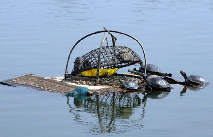 Non-native species pose threat - 1 Non-native species pose threat - 1