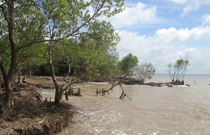 Erosion threatens valuable coastal forest - 1 Erosion threatens valuable coastal forest - 1