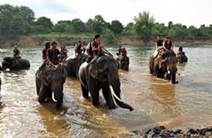 Survival doubtful for local elephants - 1 Survival doubtful for local elephants - 1