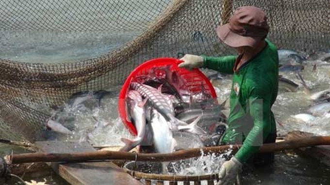 Vietnam strives to ensure smooth export of tra, basa fish - 1 Vietnam strives to ensure smooth export of tra, basa fish - 1
