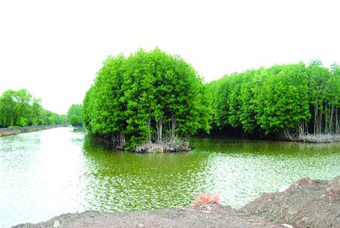 Shrimp project helps create ‘organic coast' - 4