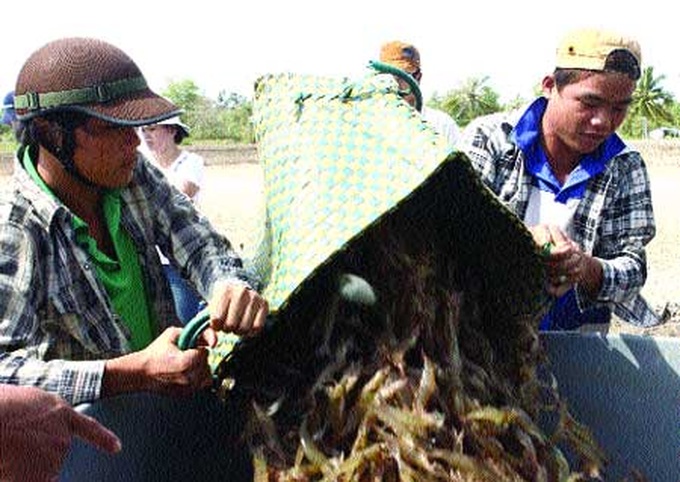 Shrimp project helps create ‘organic coast' - 5