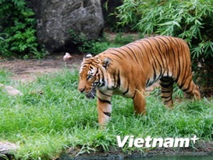 Only 20 Indochinese left in Vietnam - 1