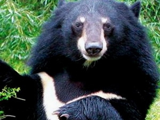 Rescue centre saves smuggled wild animals - 1 Rescue centre saves smuggled wild animals - 1