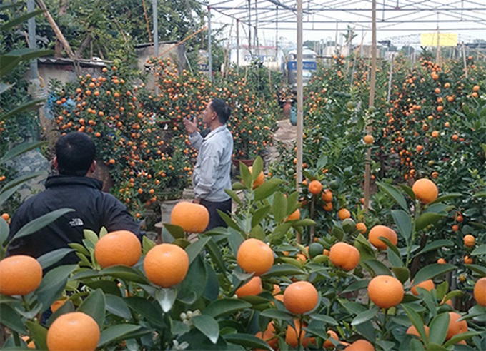 Tet trees in a jar win fans in Hanoi - 15 Tet trees in a jar win fans in Hanoi - 15