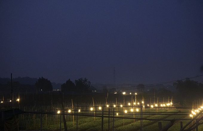Hanoi flower village sparkles at night - 1