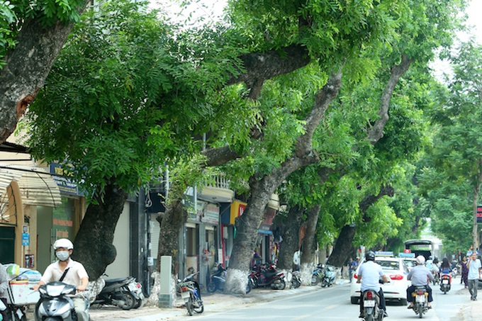 Hanoi trees at risk of collapse - 1