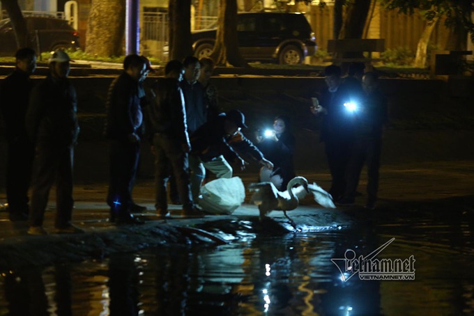 Swans suddenly moved from Hoan Kiem Lake - 4