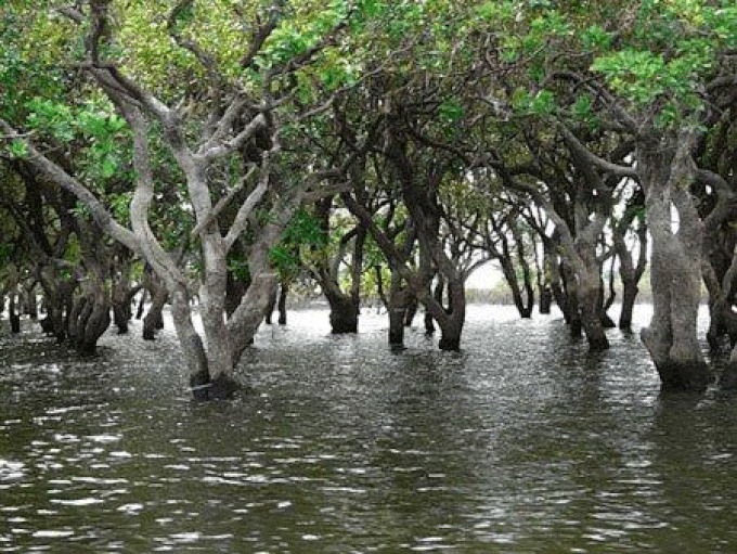 Co-management plan to protect mangroves - 1 Co-management plan to protect mangroves - 1