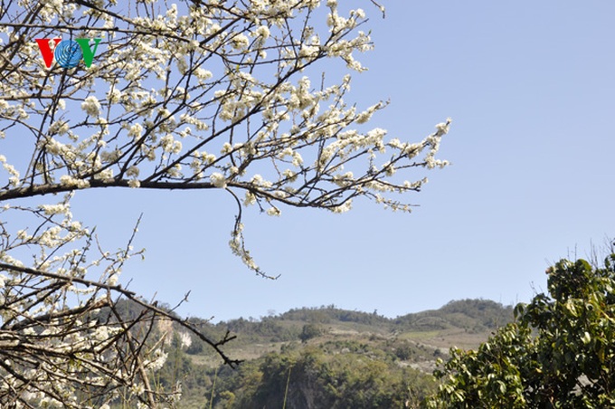 Plum trees in full bloom - 1