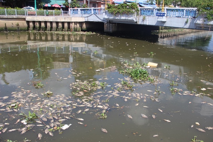 Dead fish create stink in HCM City canal - 1 Dead fish create stink in HCM City canal - 1